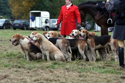Foto des Albums: Herbstjagd 2013