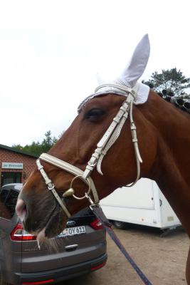 Foto des Albums: Turnier Meppen