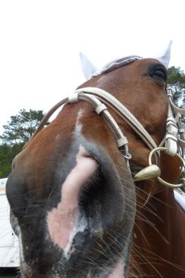 Foto des Albums: Turnier Meppen