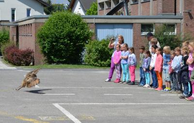 Foto des Albums: Aktionstage: Falkner und Imker zu Besuch