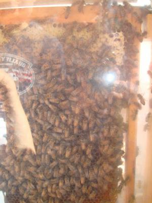 Foto des Albums: Aktionstage: Falkner und Imker zu Besuch