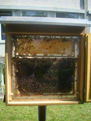 Foto des Albums: Aktionstage: Falkner und Imker zu Besuch