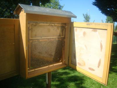 Foto des Albums: Aktionstage: Falkner und Imker zu Besuch