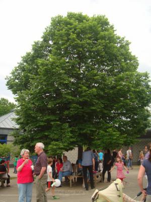 Foto des Albums: Bunte Bilder vom Fest