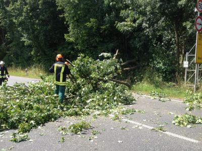 Foto des Albums: Baum auf Straße - Einsatz 18/2014 (12.07.2014)