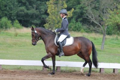 Foto des Albums: Landeschampionat der 3- und 4-jährigen Reitponies in M-V