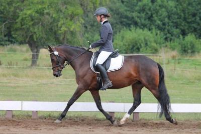 Foto des Albums: Landeschampionat der 3- und 4-jährigen Reitponies in M-V