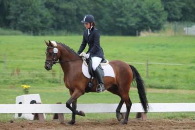 Foto des Albums: Landeschampionat der 3- und 4-jährigen Reitponies in M-V