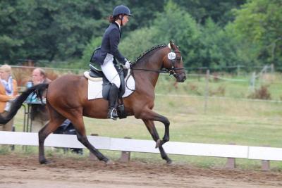 Foto des Albums: Landeschampionat der 3- und 4-jährigen Reitponies in M-V