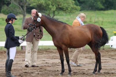 Foto des Albums: Landeschampionat der 3- und 4-jährigen Reitponies in M-V