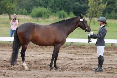 Foto des Albums: Landeschampionat der 3- und 4-jährigen Reitponies in M-V