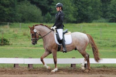 Foto des Albums: Landeschampionat der 3- und 4-jährigen Reitponies in M-V