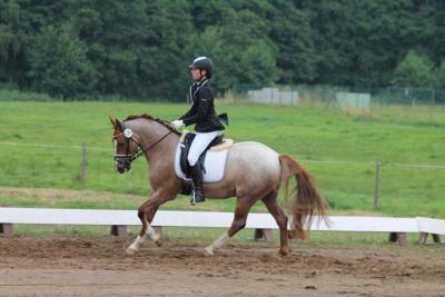 Foto des Albums: Landeschampionat der 3- und 4-jährigen Reitponies in M-V