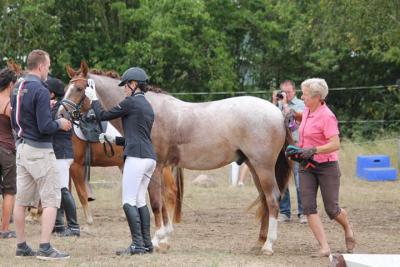 Foto des Albums: Landeschampionat der 3- und 4-jährigen Reitponies in M-V