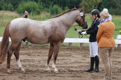 Foto des Albums: Landeschampionat der 3- und 4-jährigen Reitponies in M-V