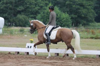 Foto des Albums: Landeschampionat der 3- und 4-jährigen Reitponies in M-V