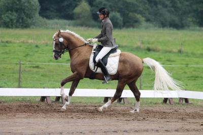 Foto des Albums: Landeschampionat der 3- und 4-jährigen Reitponies in M-V