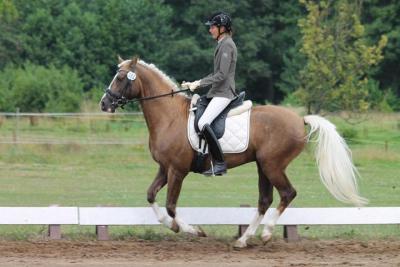 Foto des Albums: Landeschampionat der 3- und 4-jährigen Reitponies in M-V
