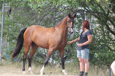 Foto des Albums: Landeschampionat der 3- und 4-jährigen Reitponies in M-V