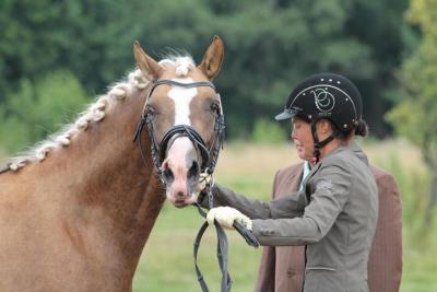 Foto des Albums: Landeschampionat der 3- und 4-jährigen Reitponies in M-V