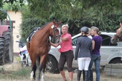 Foto des Albums: Landeschampionat der 3- und 4-jährigen Reitponies in M-V