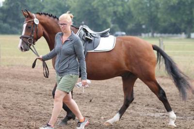 Foto des Albums: Landeschampionat der 3- und 4-jährigen Reitponies in M-V