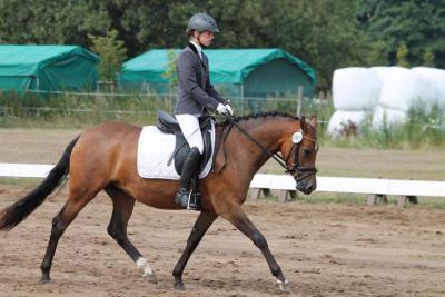 Foto des Albums: Landeschampionat der 3- und 4-jährigen Reitponies in M-V