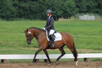 Foto des Albums: Landeschampionat der 3- und 4-jährigen Reitponies in M-V