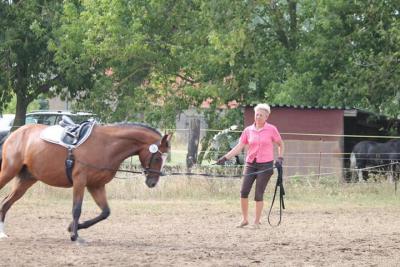 Foto des Albums: Landeschampionat der 3- und 4-jährigen Reitponies in M-V