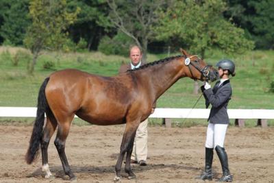 Foto des Albums: Landeschampionat der 3- und 4-jährigen Reitponies in M-V