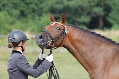 Foto des Albums: Landeschampionat der 3- und 4-jährigen Reitponies in M-V
