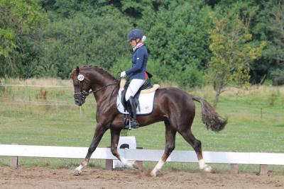 Foto des Albums: Landeschampionat der 3- und 4-jährigen Reitponies in M-V