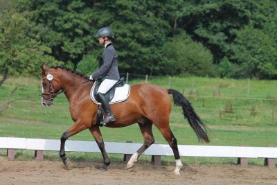 Foto des Albums: Landeschampionat der 3- und 4-jährigen Reitponies in M-V