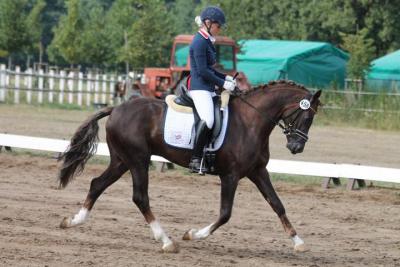 Foto des Albums: Landeschampionat der 3- und 4-jährigen Reitponies in M-V
