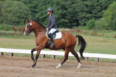 Foto des Albums: Landeschampionat der 3- und 4-jährigen Reitponies in M-V