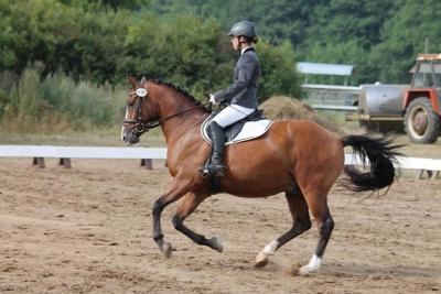 Foto des Albums: Landeschampionat der 3- und 4-jährigen Reitponies in M-V