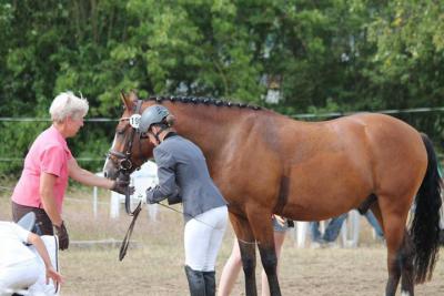 Foto des Albums: Landeschampionat der 3- und 4-jährigen Reitponies in M-V