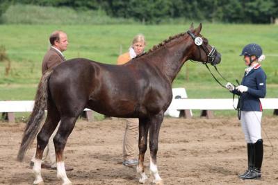 Foto des Albums: Landeschampionat der 3- und 4-jährigen Reitponies in M-V
