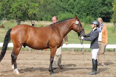 Foto des Albums: Landeschampionat der 3- und 4-jährigen Reitponies in M-V