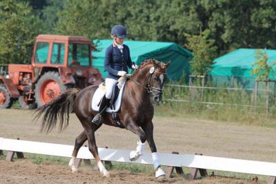 Foto des Albums: Landeschampionat der 3- und 4-jährigen Reitponies in M-V