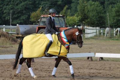 Foto des Albums: Landeschampionat der 3- und 4-jährigen Reitponies in M-V
