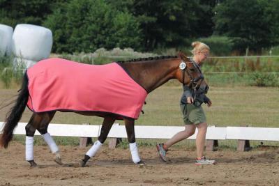 Foto des Albums: Landeschampionat der 3- und 4-jährigen Reitponies in M-V
