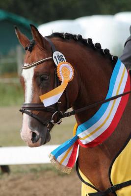 Foto des Albums: Landeschampionat der 3- und 4-jährigen Reitponies in M-V