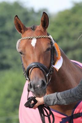 Foto des Albums: Landeschampionat der 3- und 4-jährigen Reitponies in M-V