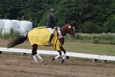 Foto des Albums: Landeschampionat der 3- und 4-jährigen Reitponies in M-V