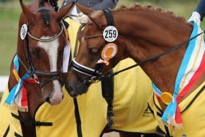 Foto des Albums: Landeschampionat der 3- und 4-jährigen Reitponies in M-V