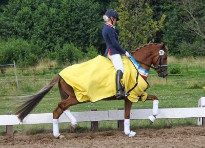 Foto des Albums: Landeschampionat der 3- und 4-jährigen Reitponies in M-V