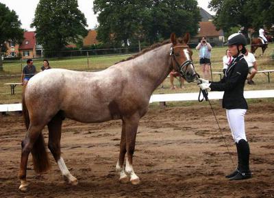 Foto des Albums: Landeschampionat der 3- und 4-jährigen Reitponies in M-V
