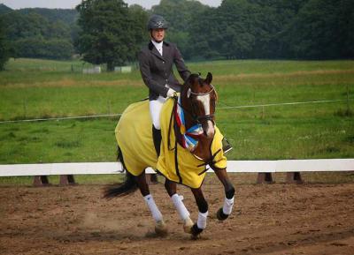 Foto des Albums: Landeschampionat der 3- und 4-jährigen Reitponies in M-V