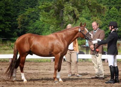 Foto des Albums: Landeschampionat der 3- und 4-jährigen Reitponies in M-V
